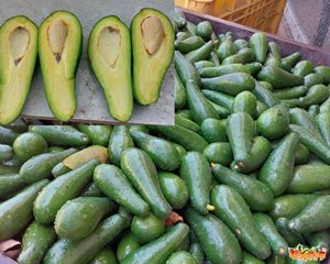 אבוקדו גליל