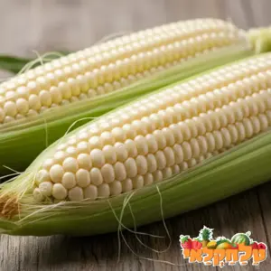 מארז תירס לבן מתוק בשל