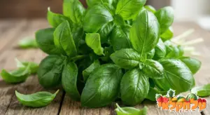 מארז בזיליקום