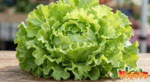 מארז 2 חסה לליק