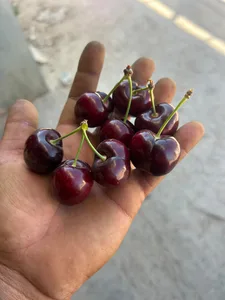 זן רויאל דון 104